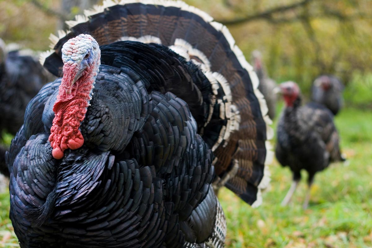 Image: It’s not only the bees: Turkeys now being poisoned with neonicotinoid pesticides