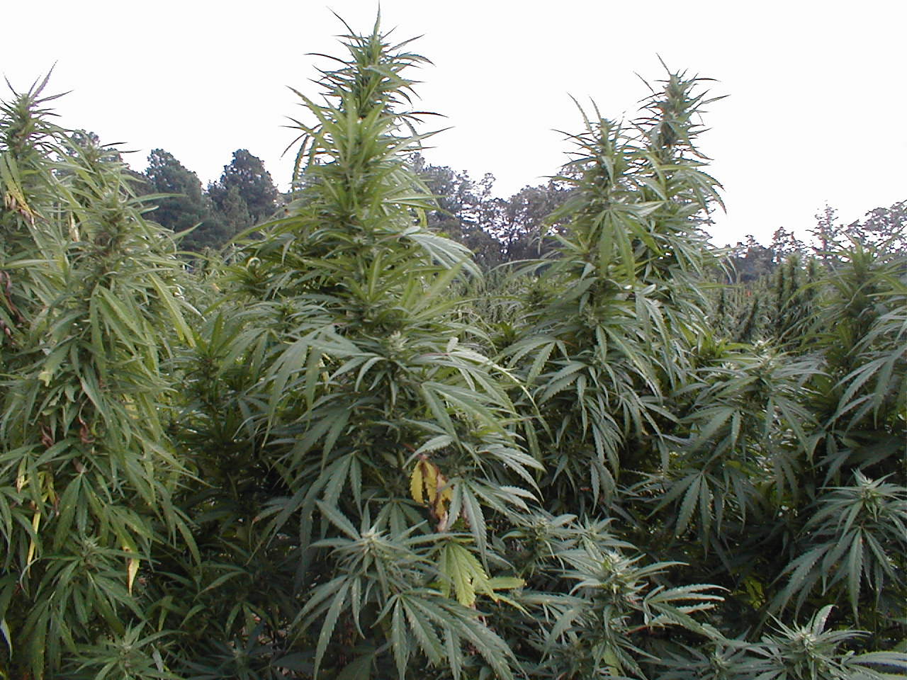 Image: Marijuana farmers are destroying natural ecosystems as quest for profits outweighs “green” agricultural practices
