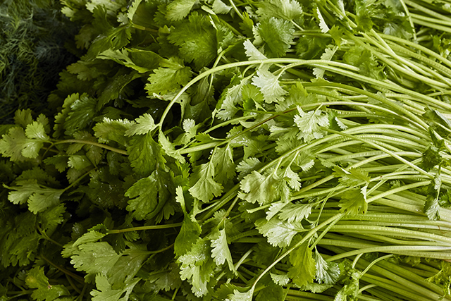 Image: Coriander shown to be a potential natural remedy for diabetes