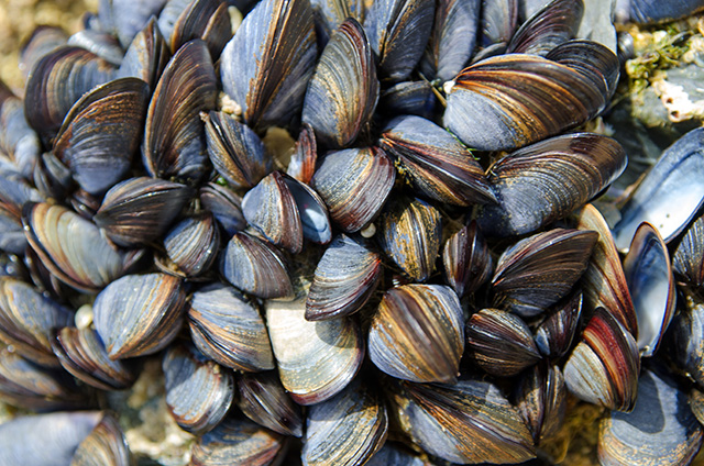 Image: Ocean pollution threatens food supply: British mussels found to be full of microplastics
