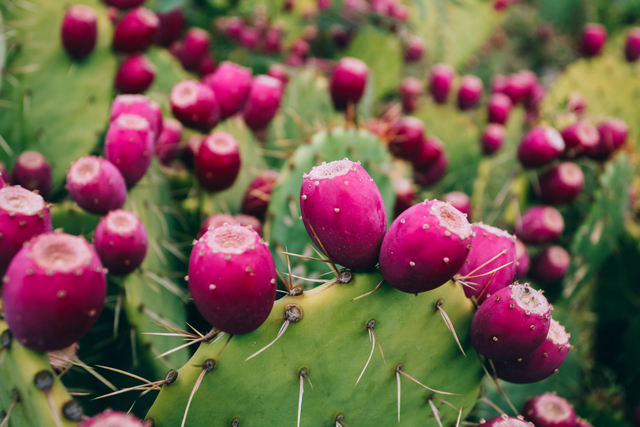 Image: Prickly pear shows strong potential as an alternative treatment for diabetes