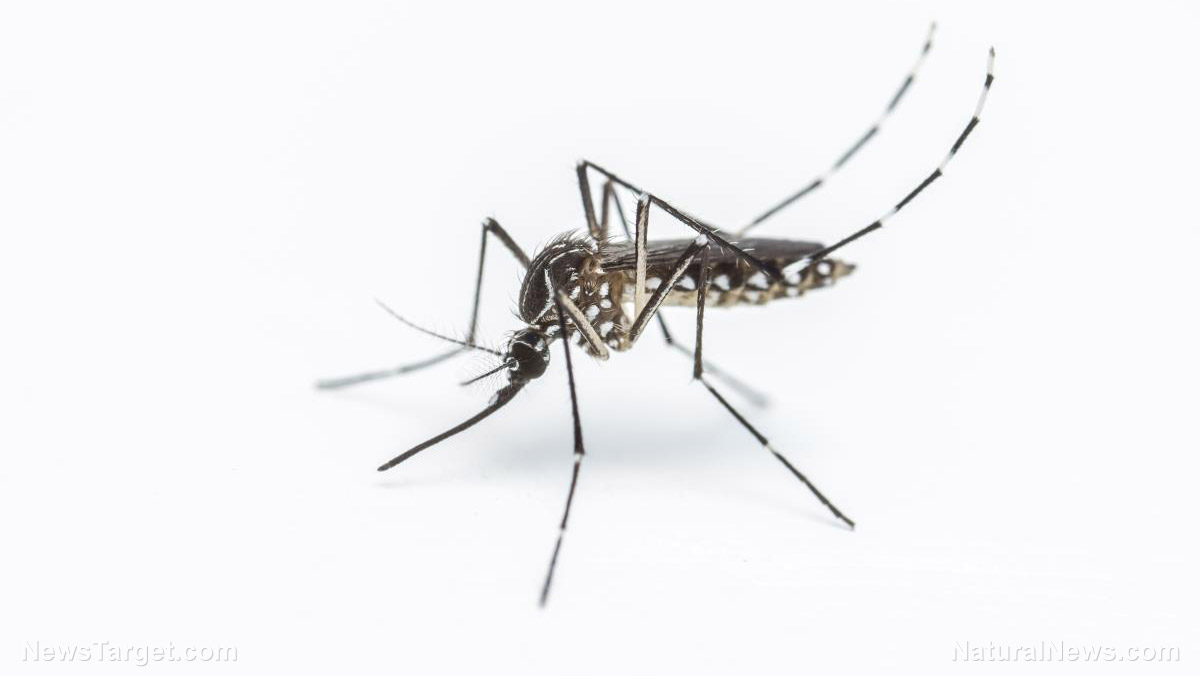 Image: Mosquitoes balance taste with risk: Study finds they can remember your smell, and if you tried to swat them