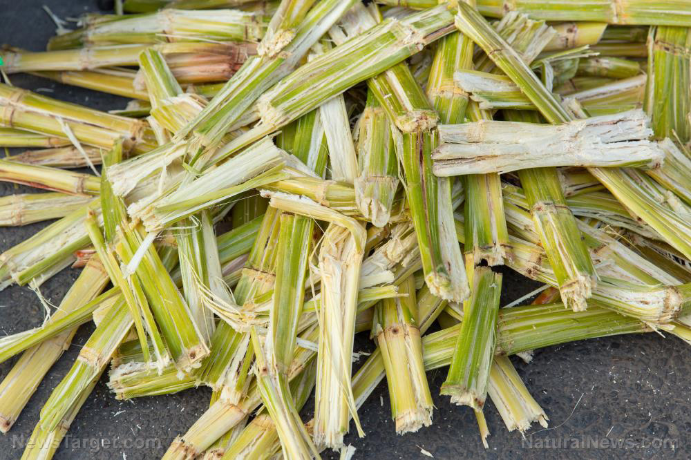 Image: Study: Marine algae thrive when given sugarcane bagasse