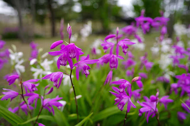 Image: This beautiful purple flower native to China kills harmful bacteria in your body without any side effects