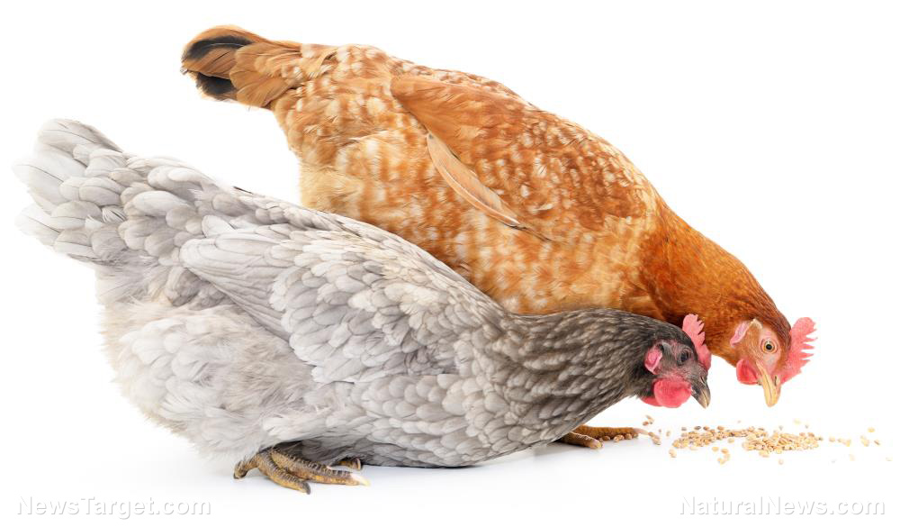Image: For the organic farmer: Chickens fed a low-protein diet with balanced amino acids are healthier