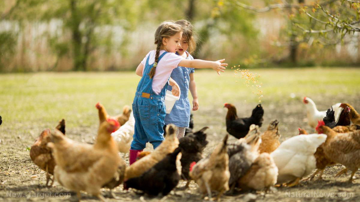 Image: Why farm life is good for kids: Chores, fresh air, sunshine, and a wide range of microbes for a healthy immune system