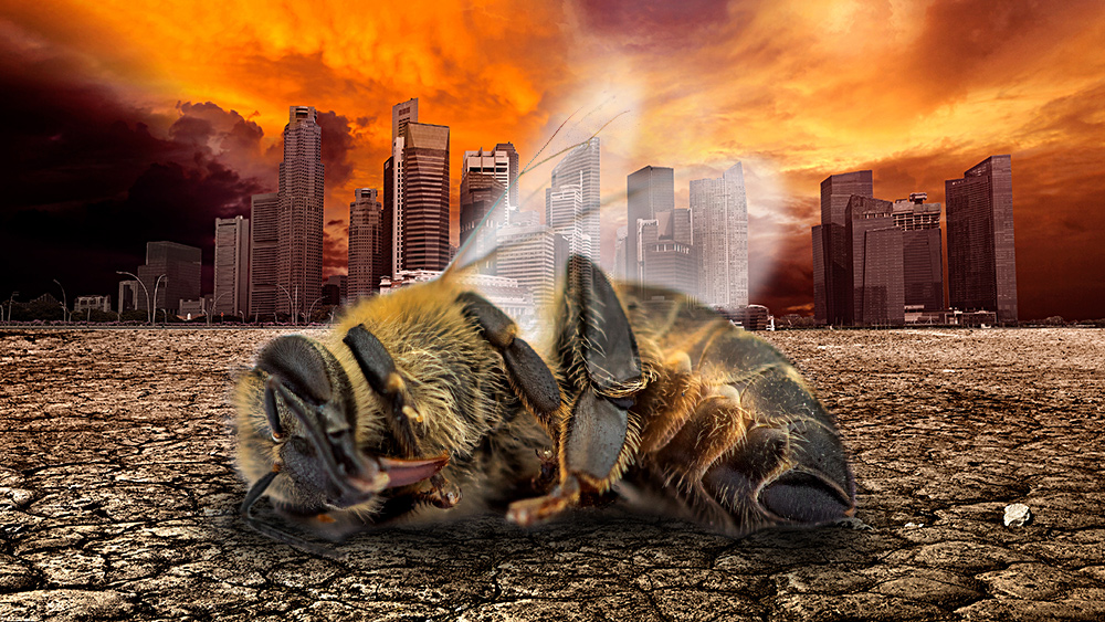 Image: Insect population COLLAPSE a death warning for all humanity