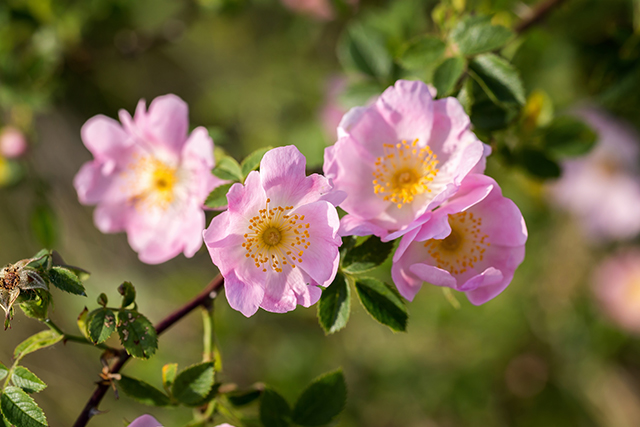 Image: A species of wild climbing rose found to be effective alternative treatment for diabetes; it inhibits the conversion of starch to sugar