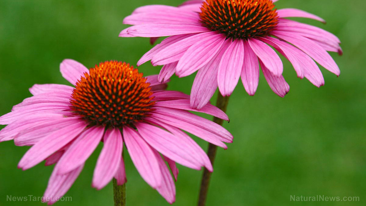 Image: Echinacea: One of the best supplements for overly stressed people