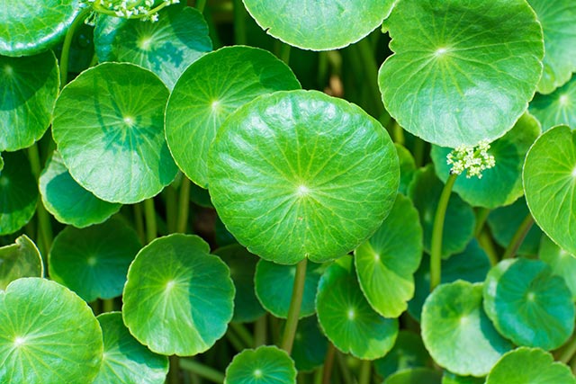Image: Gotu kola, an important oriental medicinal herb, helps cancer patients stay strong