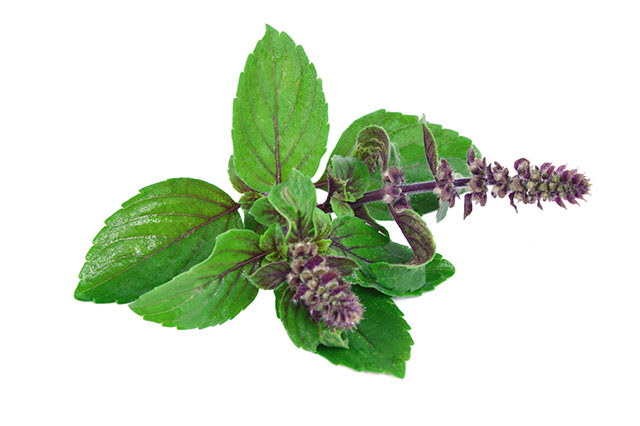Image: Tulsi may be the ultimate adaptogen for everyday use