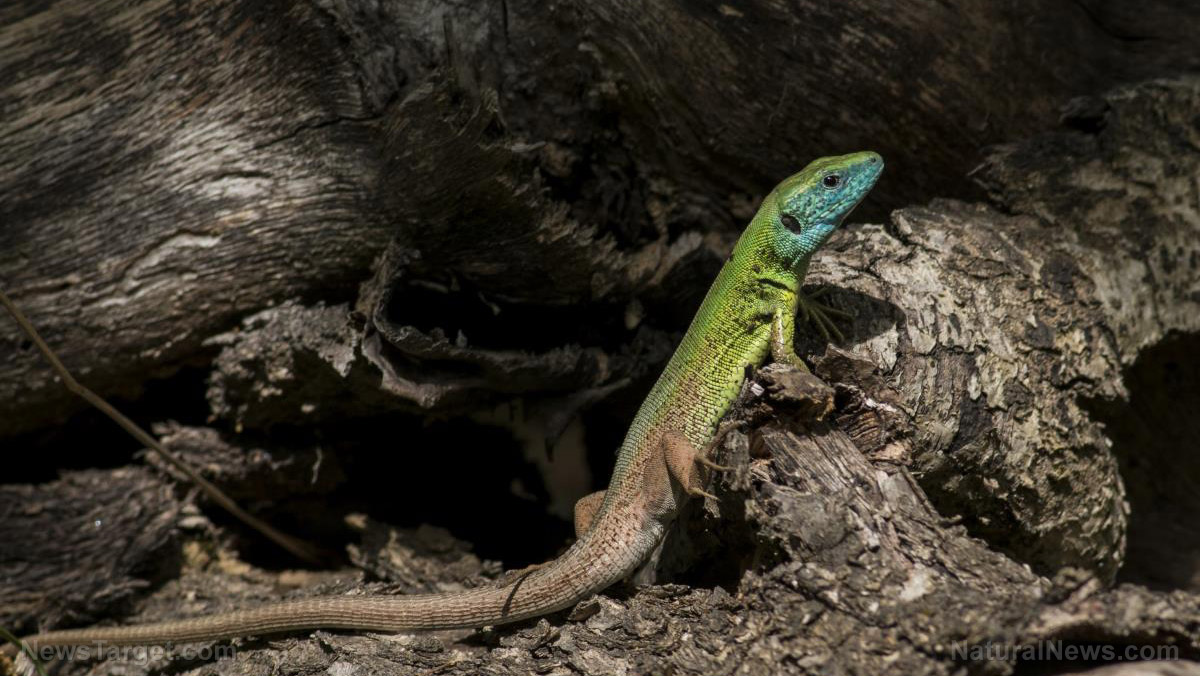 Image: Researchers look at how some tropical tree-hugging lizards are able to survive severe wind storms