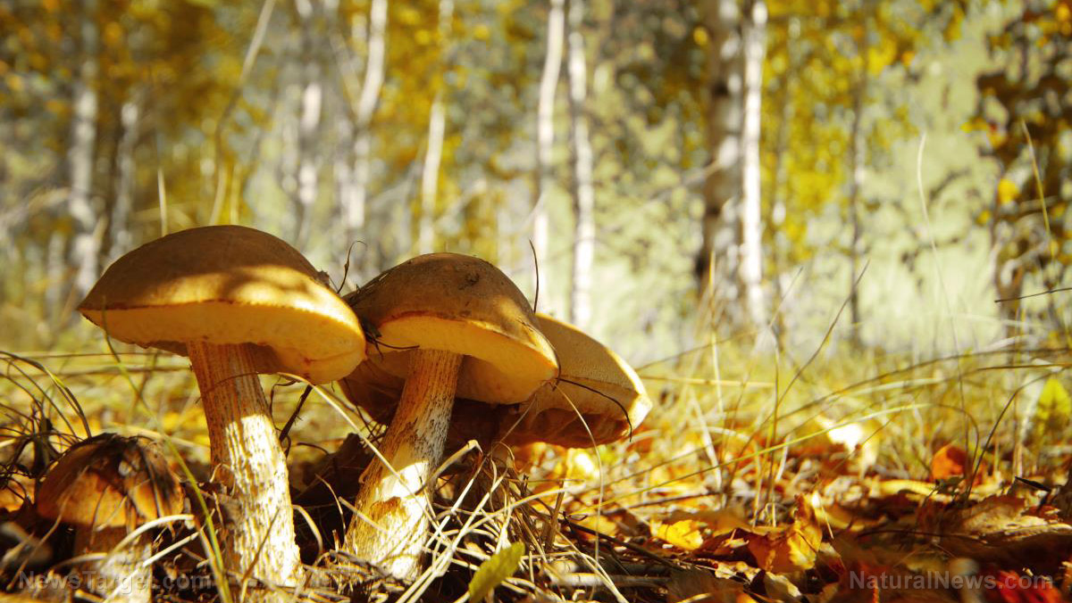 Image: Belarusian mushrooms found to be contaminated with radioactive cesium