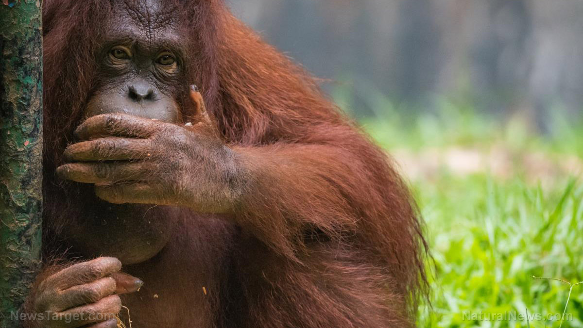 Image: Orangutans discovered to be herbal medicine geniuses who manufacture their own healing ointments using forest plants