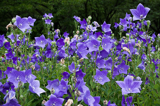 Image: Bellflower, used in folk medicine, shown to have liver protection properties
