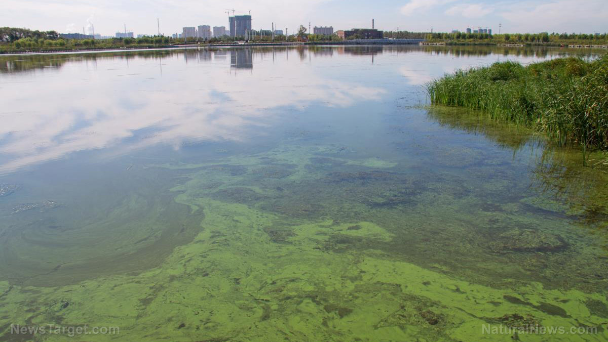 Image: Toxic algae problem becoming a risk to human health and the economy, experts warn