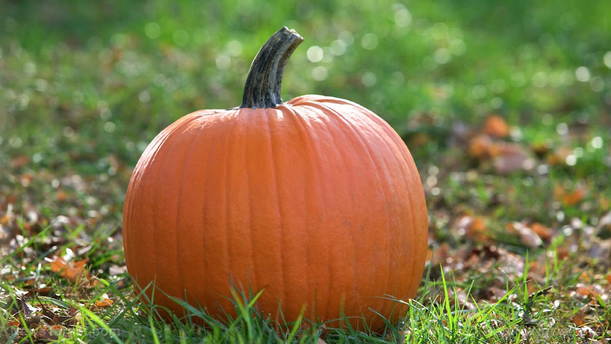 Image: Pumpkins are a natural and delicious way to keep your heart strong if you’re obese