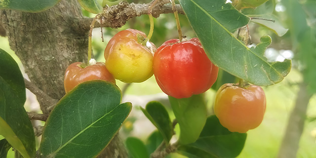 Image: Nature’s pharmacy: Use the South American Surinam cherry to disinfect wounds and relieve swelling