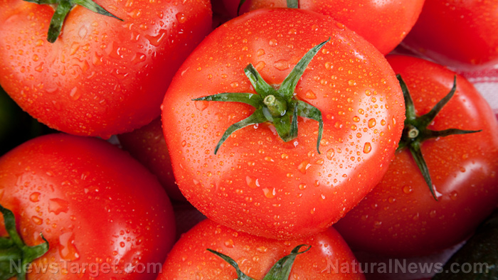 Image: Tomato wastes show potential value as animal feed as they still possess a high nutritional content