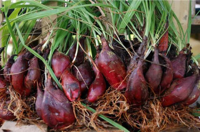 Image: Dayak onions can help menopausal women maintain proper reproductive health