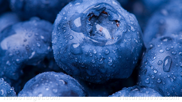 Image: Recent research confirms the highbush variety of blueberries contains potent antibacterial and anti-inflammatory properties