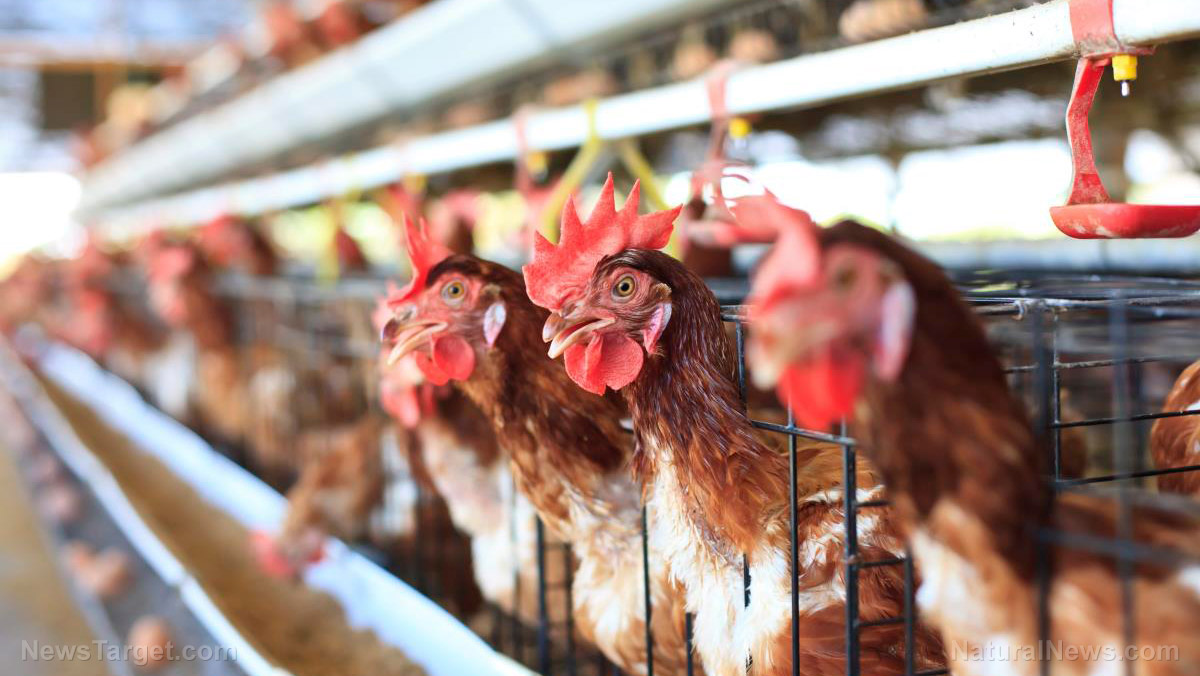 Image: Natural flock management: Essential oils improve egg quality