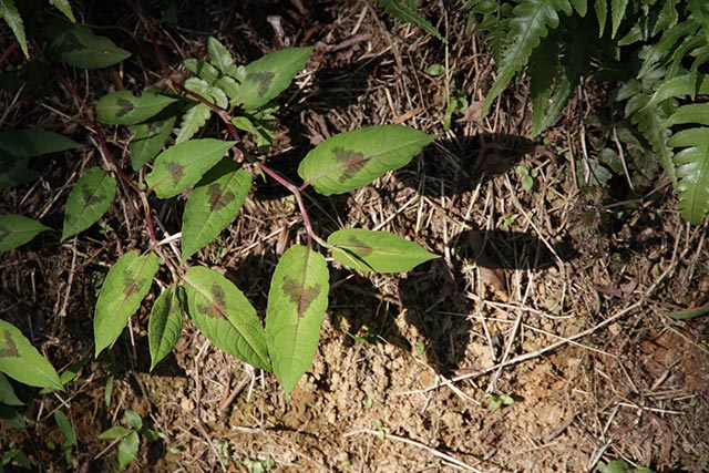 Image: The Chinese knotweed is a natural remedy for the flu