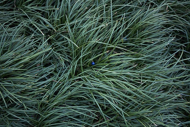 Image: Grown mostly as an ornamental plant, dwarf lilyturf shows powerful anti-inflammatory properties