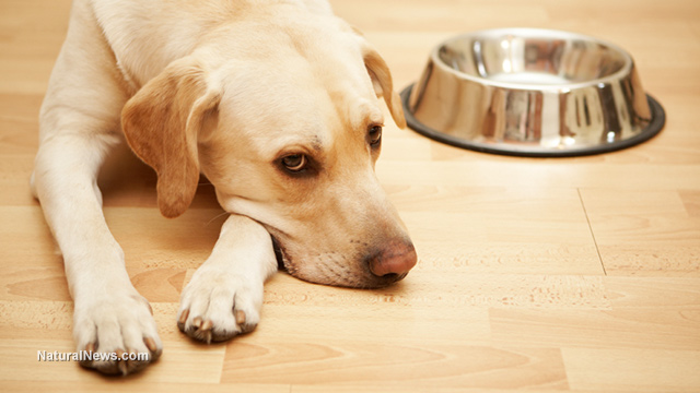 Image: Are “grain-free” dog foods good for your pet? Experts weigh in