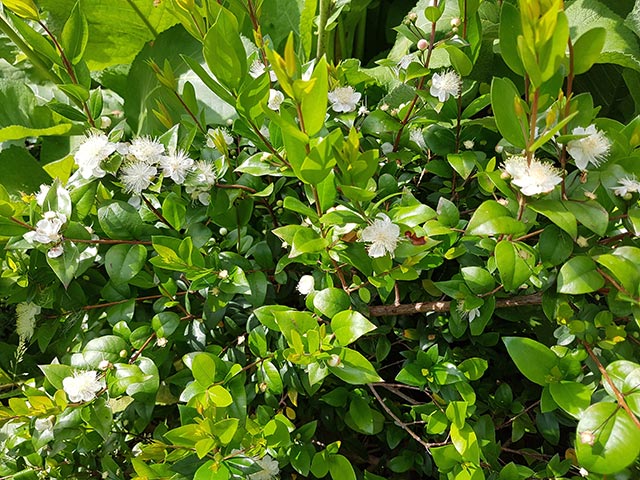 Image: From treating gastric ulcers to reducing skin diseases, myrtle is a potent natural healing plant