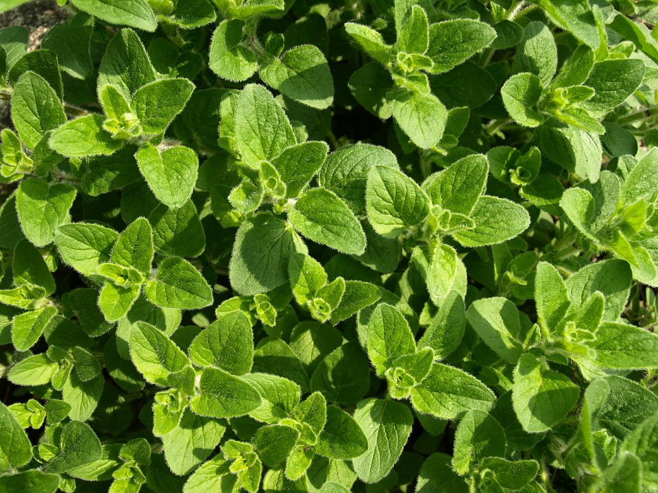 Image: Step-by-step guide to effortlessly grow oregano