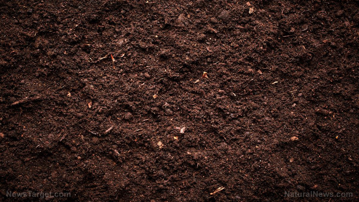 Image: Soils treated with organic fertilizer are healthier; produce stronger plants