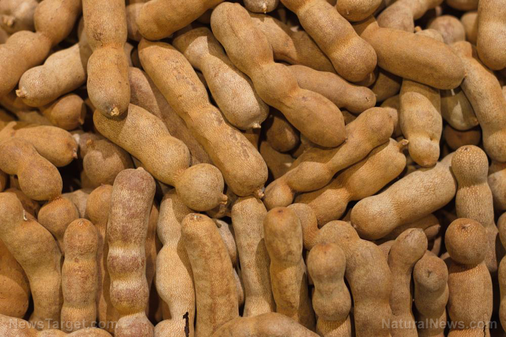 Image: Tamarind, a tropical fruit used in traditional medicine, found to kill drug-resistant bacteria
