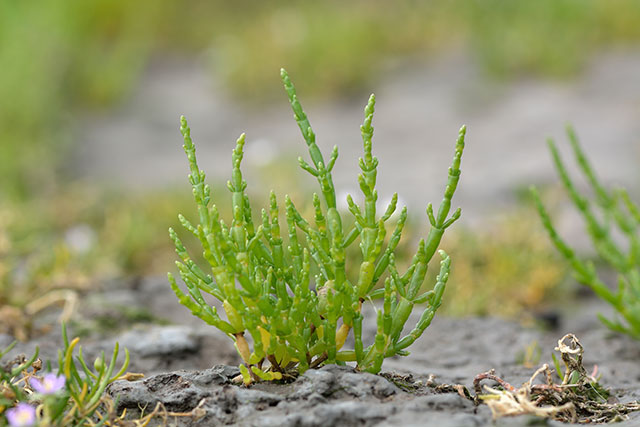 Image: A natural food supplement to treat obesity: Desalted glasswort
