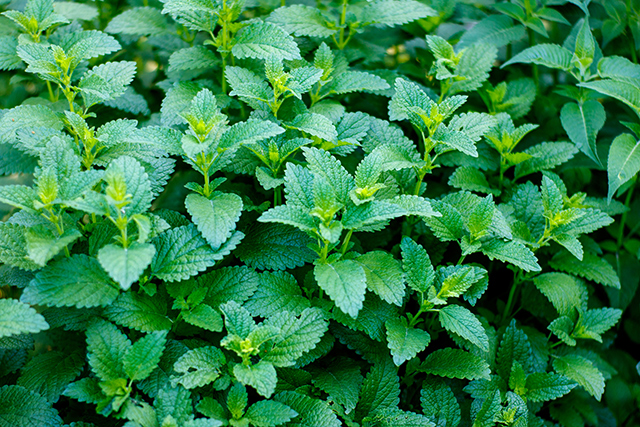 Image: Study finds lemon balm improves cardiovascular markers in patients with chronic stable angina