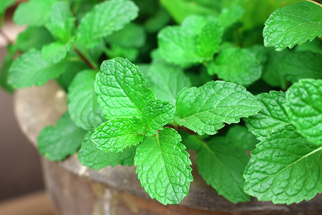 Image: Studies show that peppermint can prevent sickness from coming on in the first place