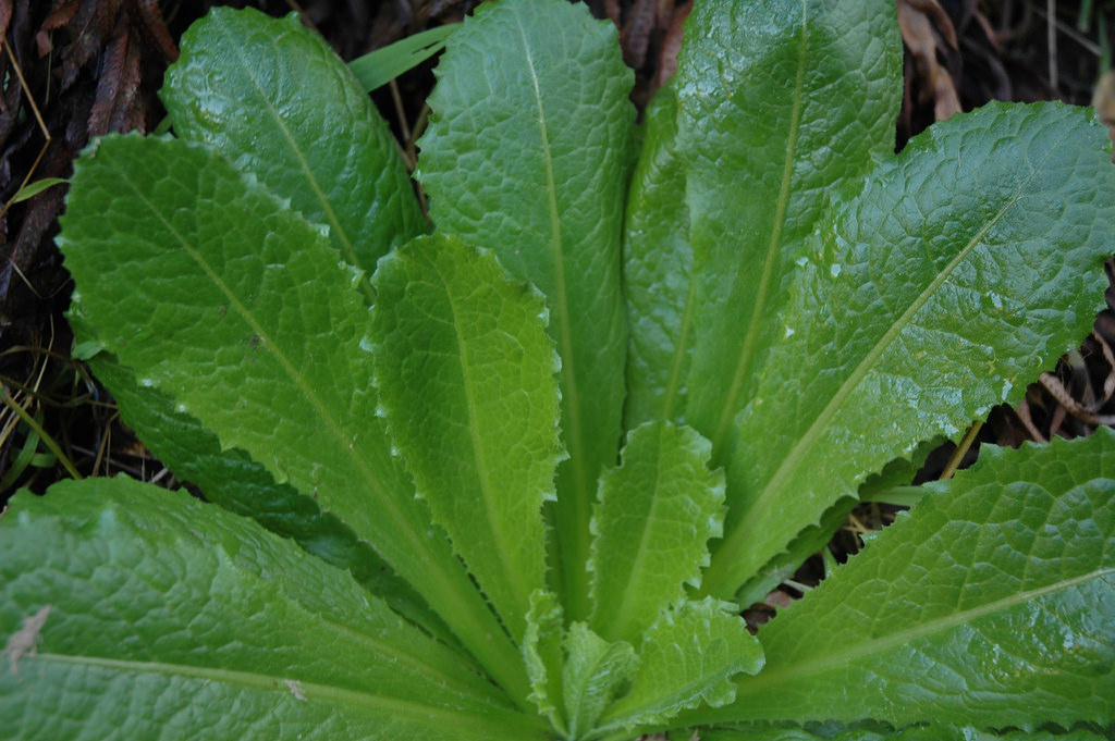 Image: The natural painkiller growing in your backyard: Wild lettuce is similar to morphine