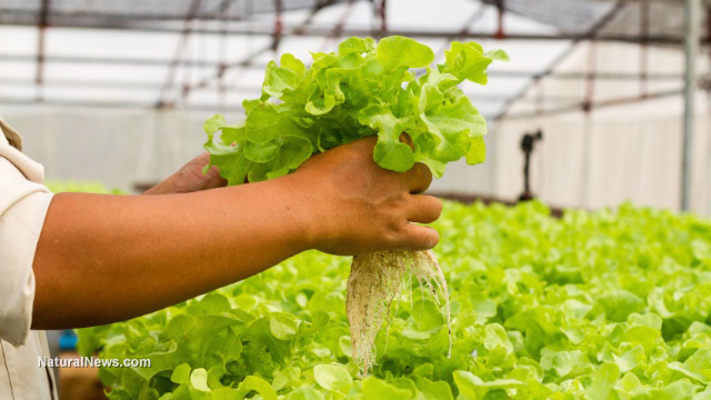 Image: 7 Reasons why you should start building an aquaponics garden now