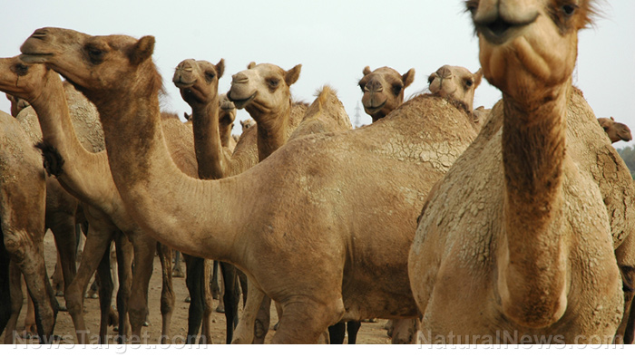 Image: Camel’s milk found to reduce the risk of cardiovascular disease from hypertension