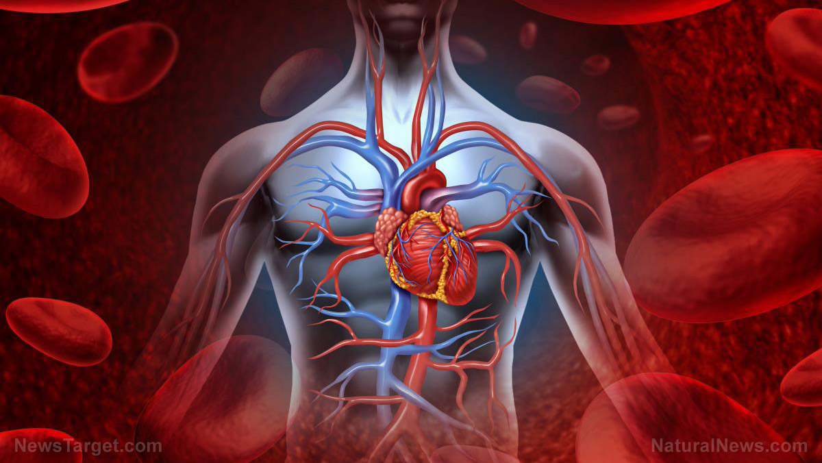Image: Why Chinese ginseng is good for your heart
