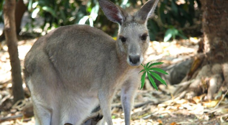 Image: In latest human cruelty to animals, zoo visitors kill kangaroo by throwing bricks at it to make it hop