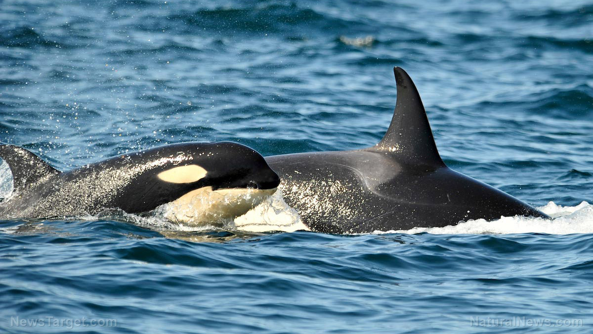 Image: New study shows that the current concentrations of PCBs in the oceans are threatening the world’s population of killer whales