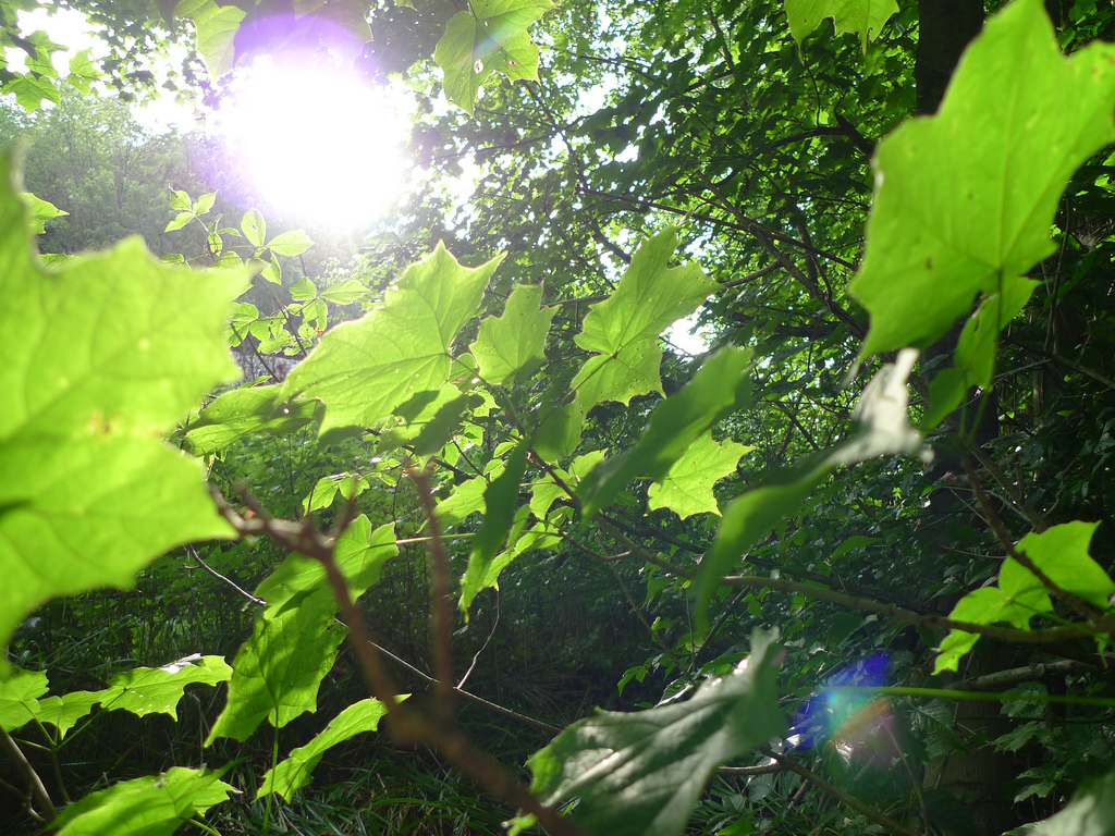 Image: Study explores semi-artificial photosynthesis; a new way to produce and store solar energy