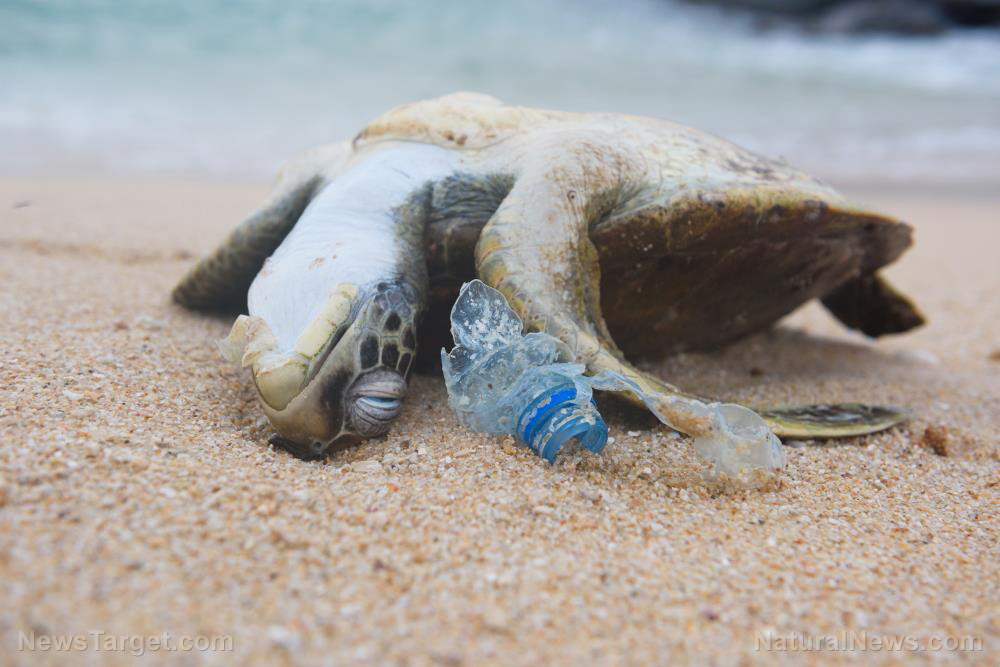 Plastic pollution threatening the health of baby sea turtles