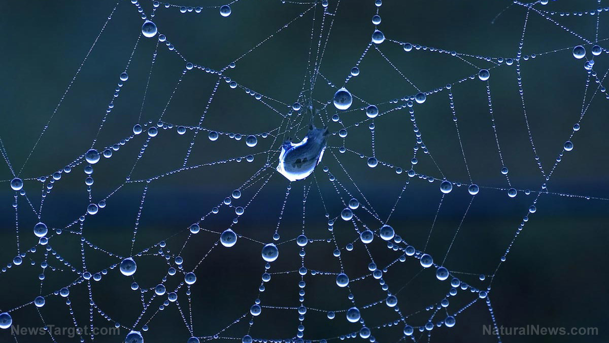 Image: An engineering feat: Different types of silk in a spider web allow it to effectively capture prey