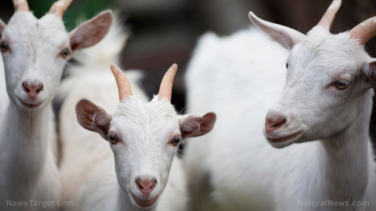 Image: Probiotics prevent gastrointestinal parasitic disease in goats