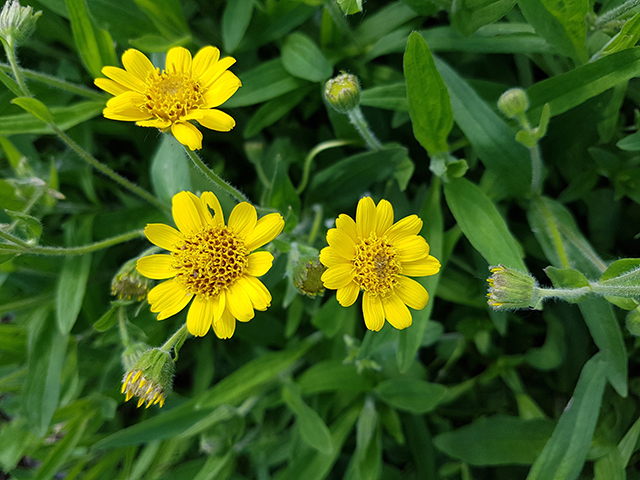 Image: Have you heard of wolf’s bane? This pretty yellow plant has many medicinal uses
