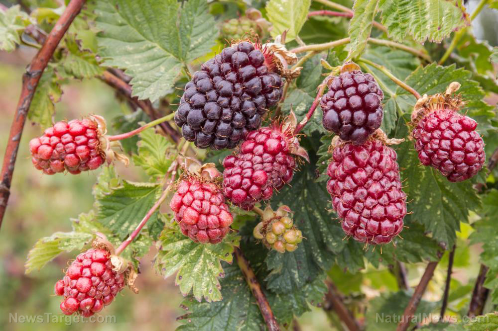 Image: Japanese study concludes that boysenberries help maintain vascular stability