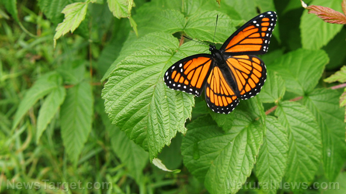 Image: Pesticides threaten extinction of monarch butterflies