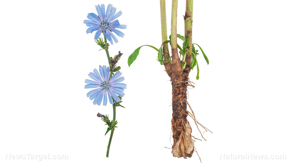 Image: Chicory can protect the liver from drug-induced damage